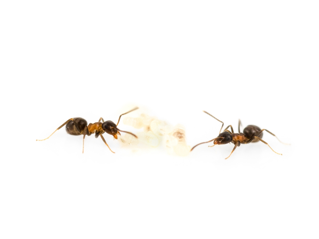 Lasius brunneus (Braune Holzameise)